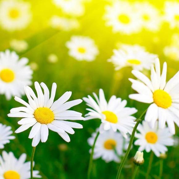 Meet your Posher, Cindy - Picture 1 of 1